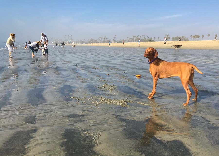My dog, Csilla, at Huntington Dog Beach in Orange County