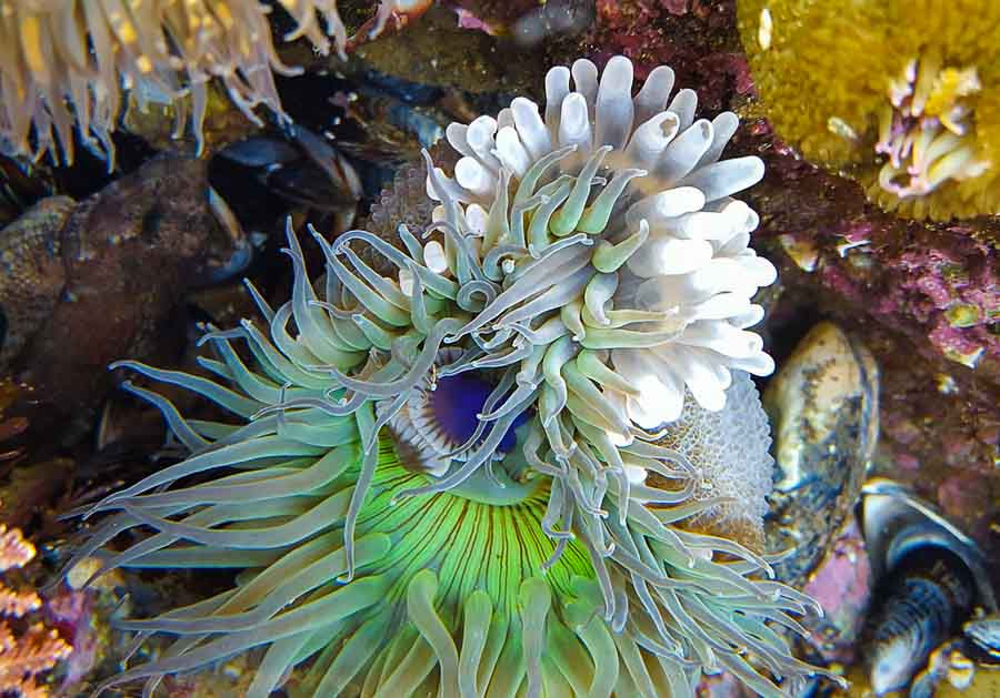 Colorful marine life in a tide pool at Little Corona Del Mar Beach