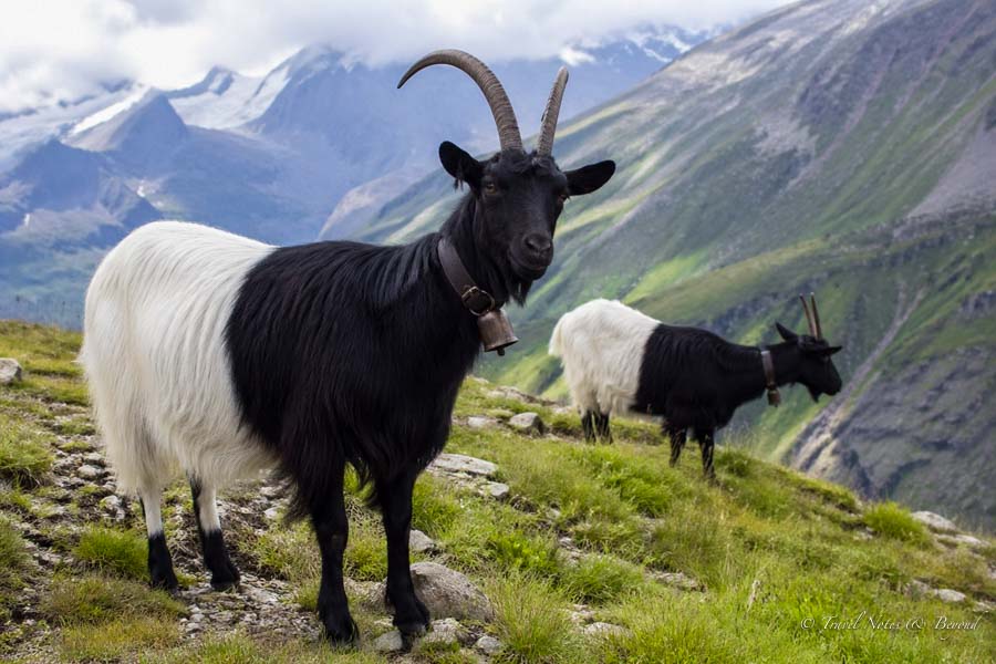 image depicting two black-neck goats in Calais