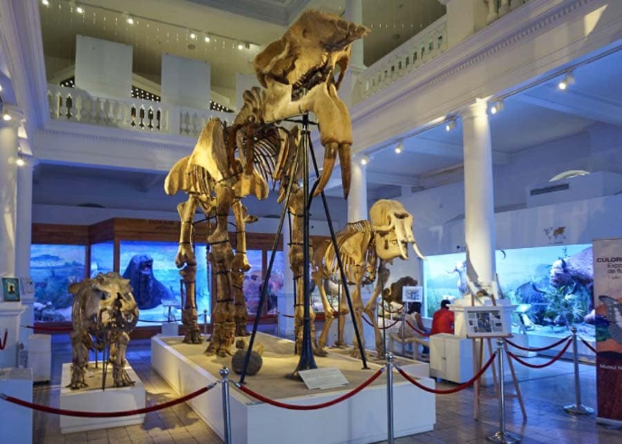 Schelletons displayed at Museum of Natural History in Bucharest