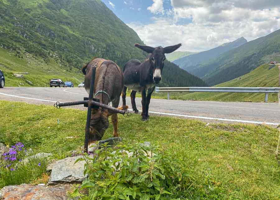 Donkeys along the road