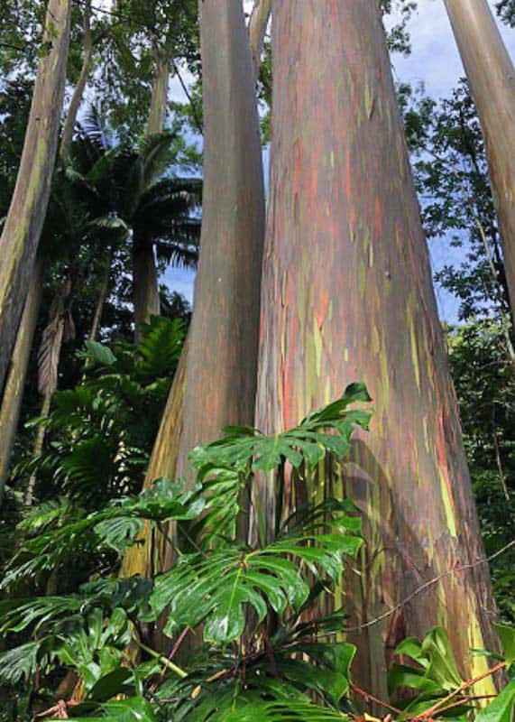 Eucalyptus Grove