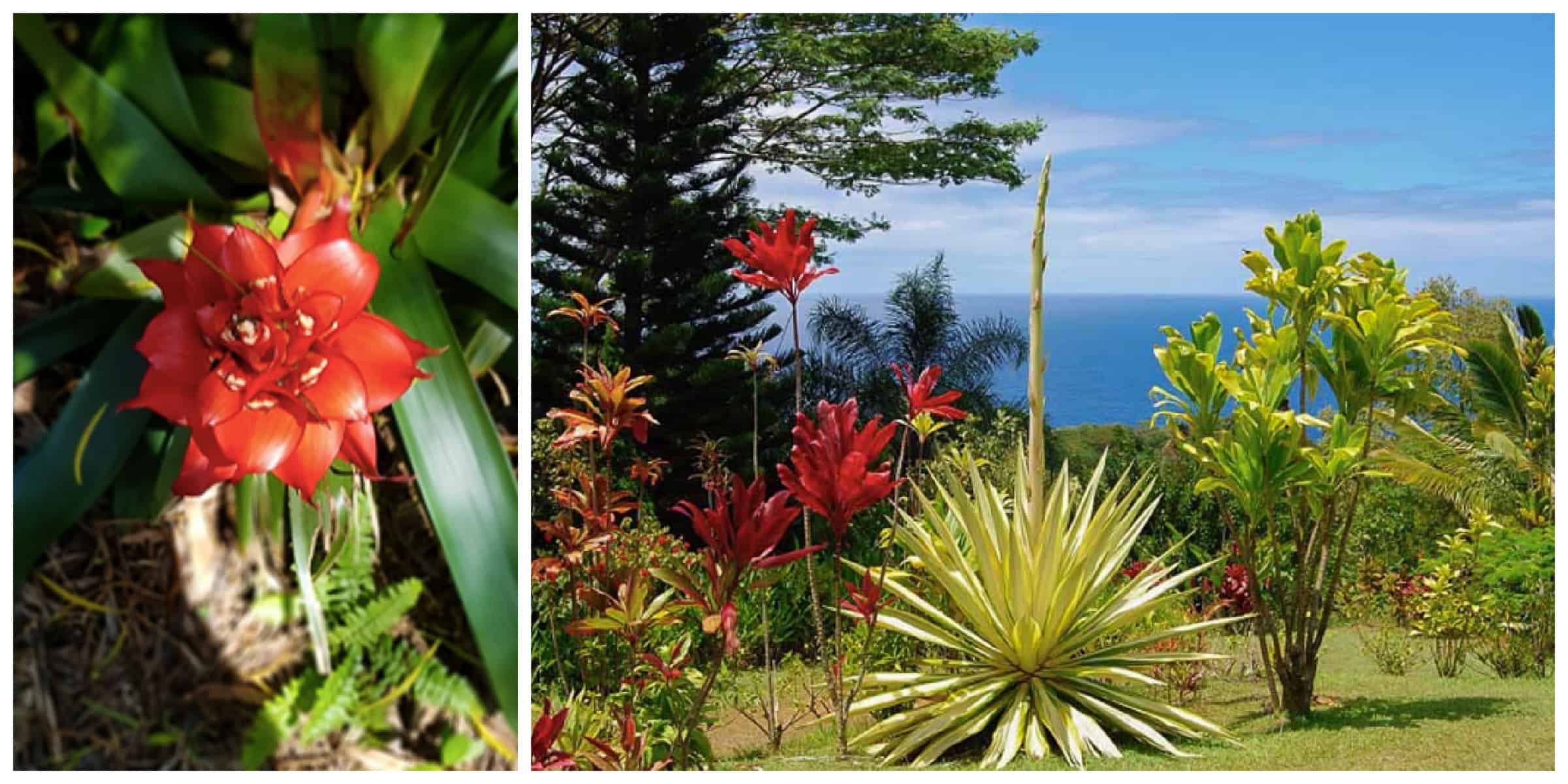 Garden of Eden Arboretum, one of the best stops on the Hana Road