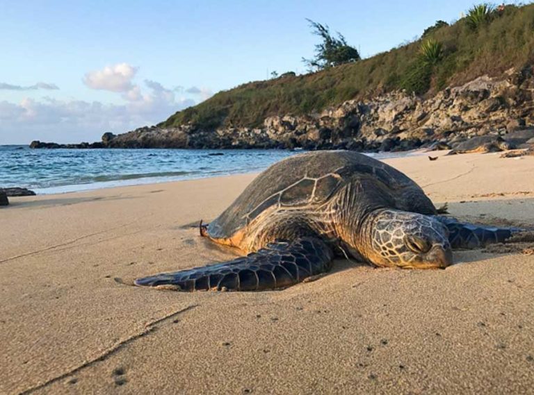 The Best Stops on the Road to Hana for Your Itinerary