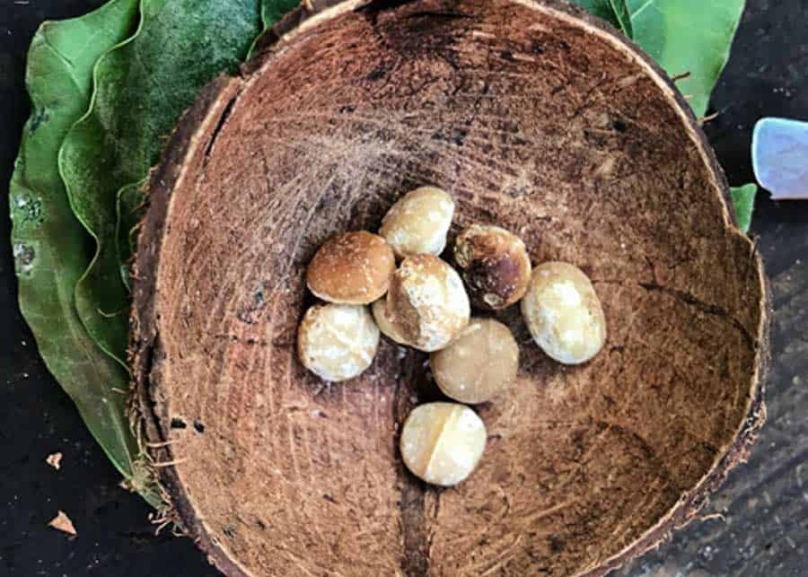 Macadamia nuts in a bowl