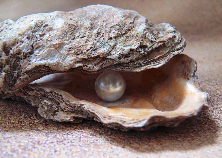Oyster with pearl inside