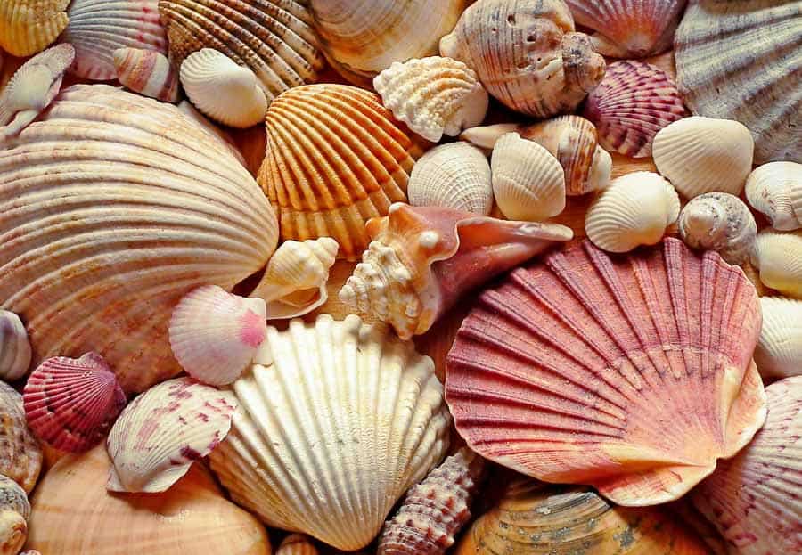 Sea shells as souvenirs of a Hawaii vacation