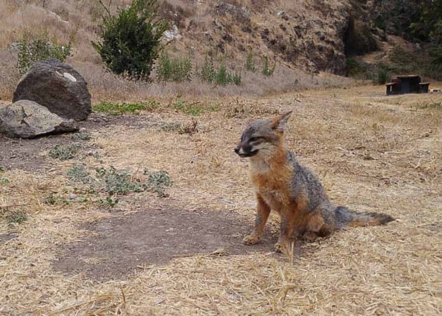 Miniature Fox on Anacapa Island