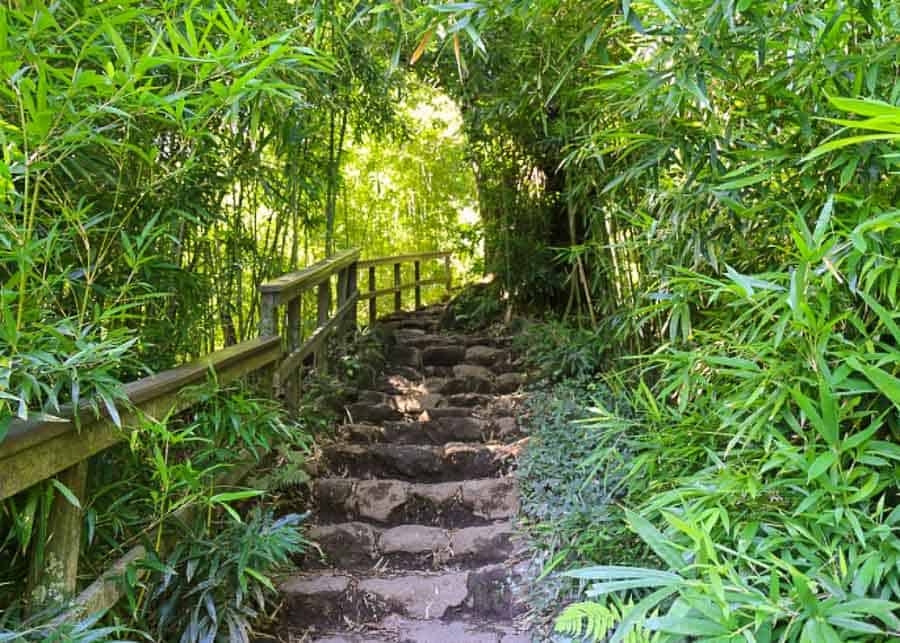 Steps on the Pipiwai Trail in Maui