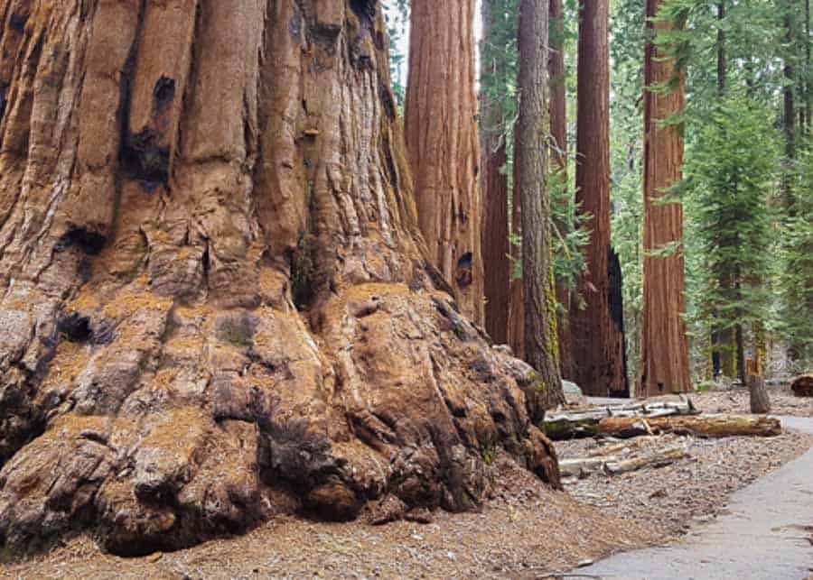 Sequoia tree