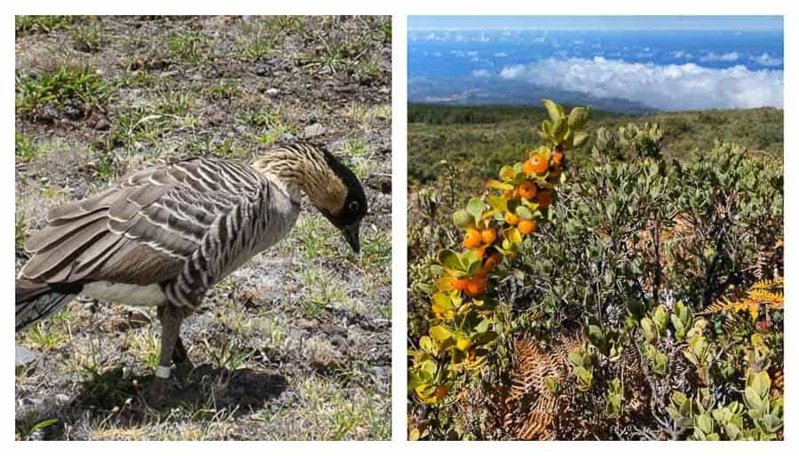 Flora and fauna on the Halemanu'u Trail
