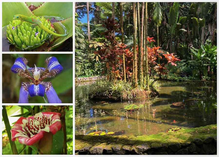 View of flowers from the Hawaii Tropical Botanical Garden