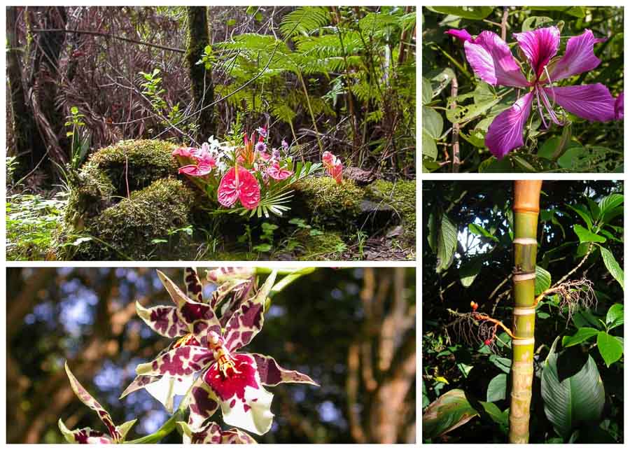 Botanical garden on the Big Island of Hawaii