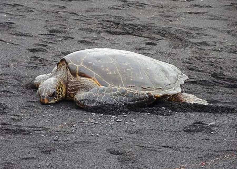 view of a green sea turtle on black sand