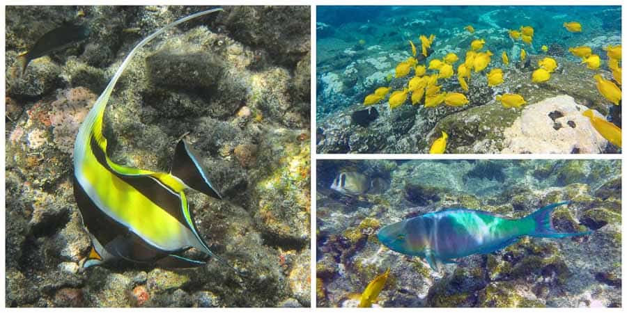 Snorkeling on the Big Island