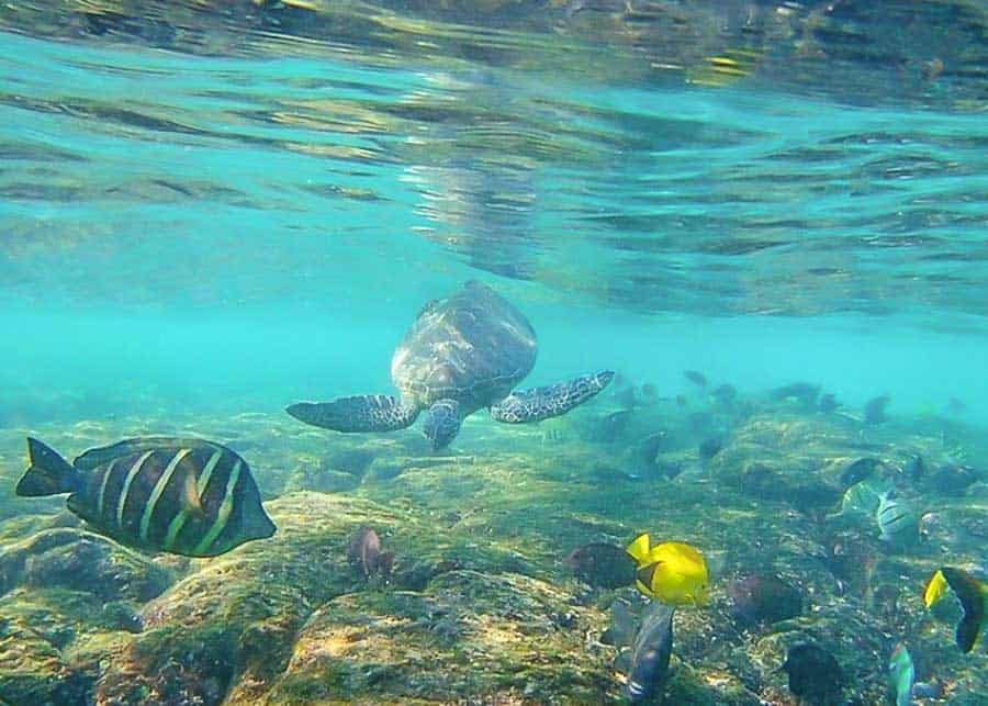 Turtle swimming at Kahaluu beach in Kona