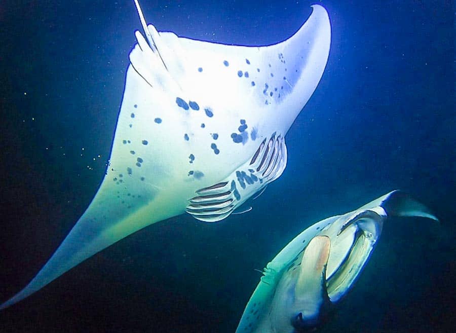 Snorkeling with Manta Rays, one of the best things to do in Kona