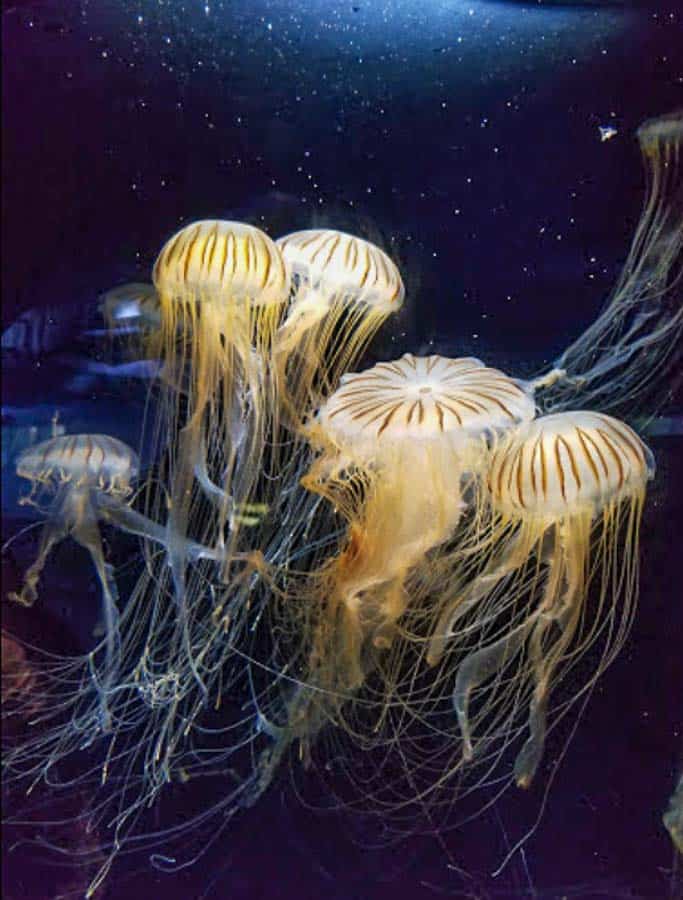 Jelly Fish