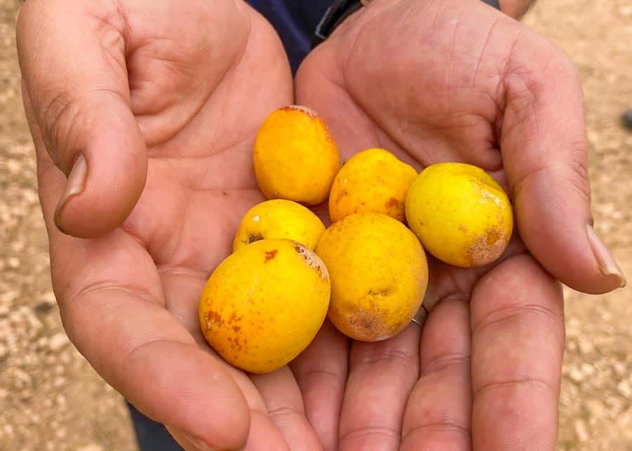 Argan fruit eaten by the goats that climb on trees in Morocco