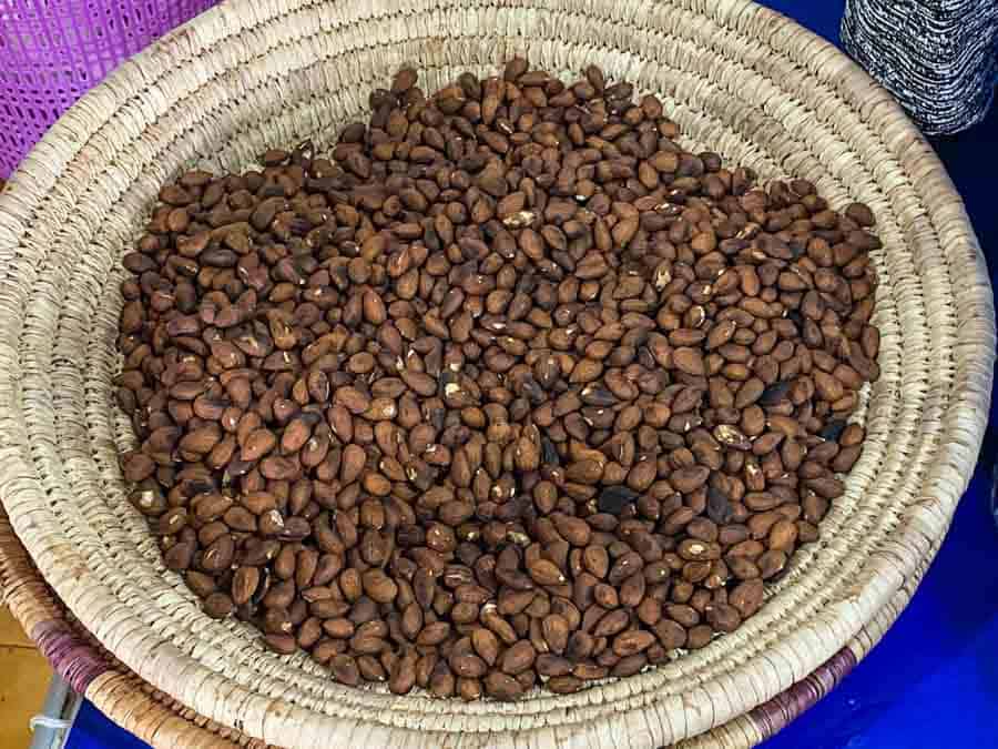 argan seeds defecated by the goats that climb on trees in Morocco