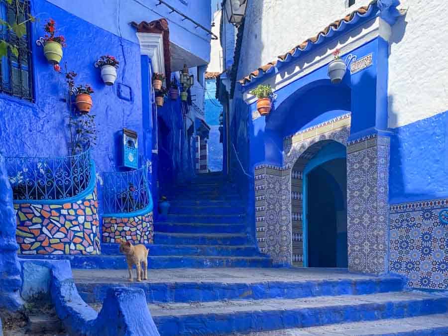 cat in an alley in Chefchaouen, Morocco