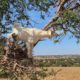 Goats on trees in Morocco