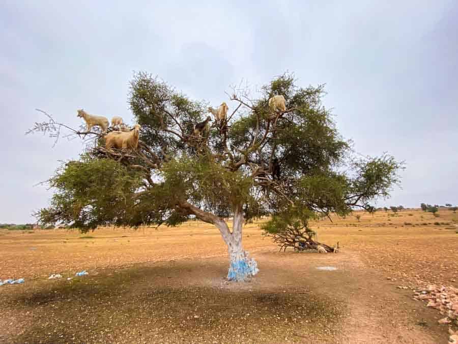 The Mystery of the Goats on Trees in Morocco