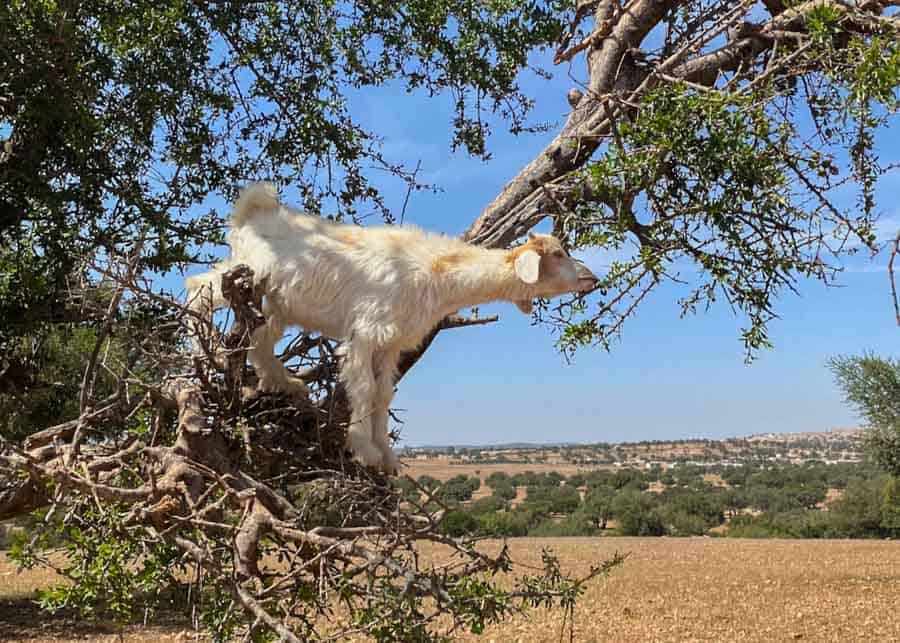 Goats on trees in Morocco