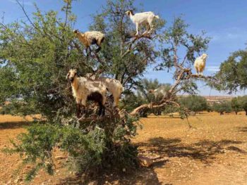 The Mystery of the Goats on Trees in Morocco