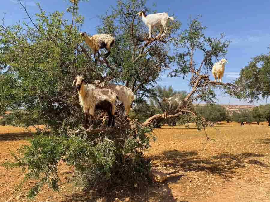 goats on trees in Morocco