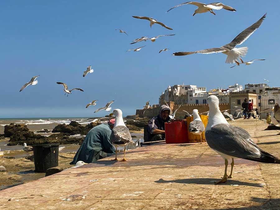 visiting the port on a day trip to  Essaouira, Morocco