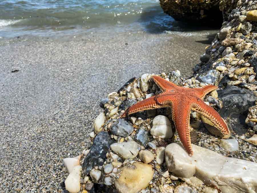 starfish washed away on the beach