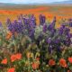 image depicting theCalifornia superbloom
