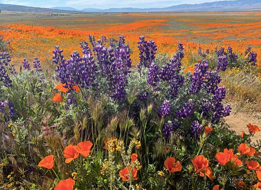 Antelope Valley Poppy Reserve, the most popular place to watch the suprebloom in California