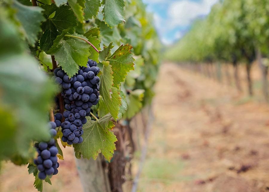 image depicting grapes from Sedona wineries