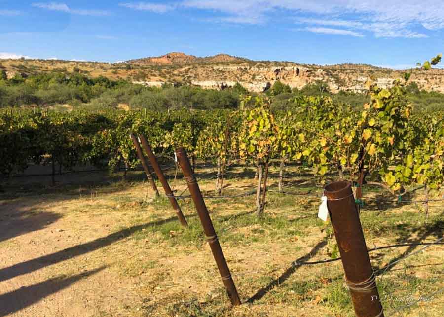 image depicting a vineyard in Arizona
