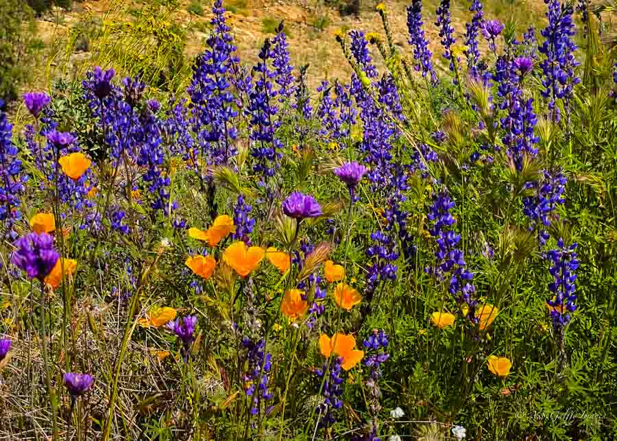 California Super Bloom – Where and Where to See It