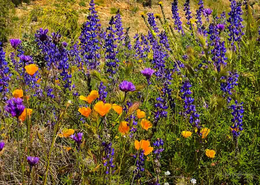 image depicting the California super bloom