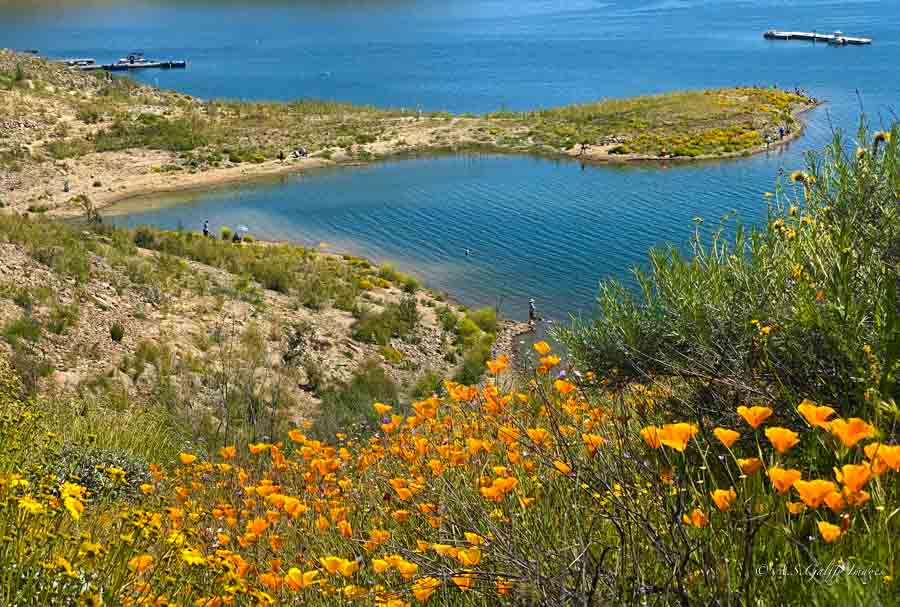 image depicting wild flowers at Diamond Valley Lake