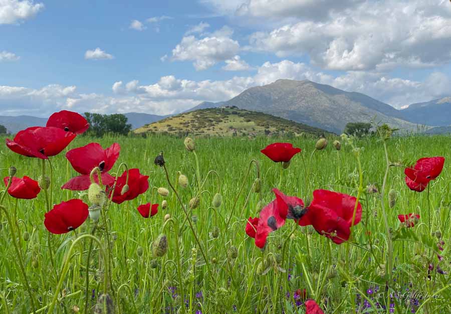 image depicting a landscape with poppies