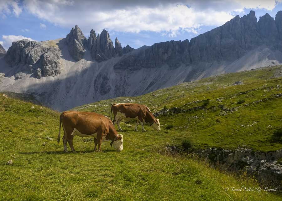 Cows grazing on a meadow