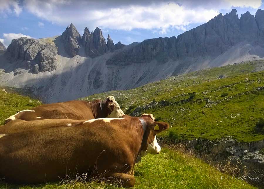 cows resting on a meadow in Val Falcina