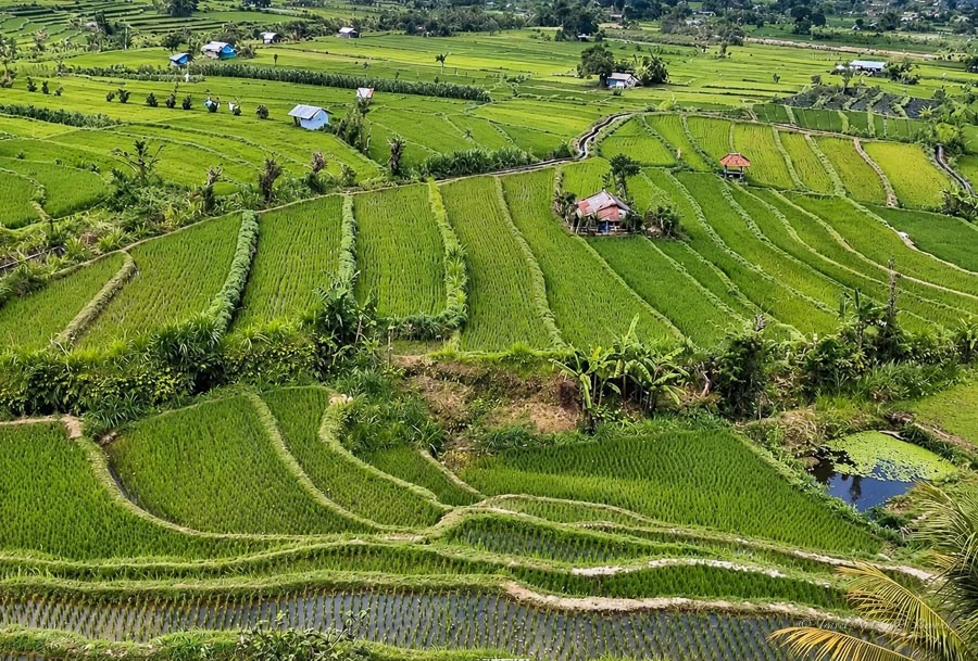 beautiful rice fields on the road to Amed