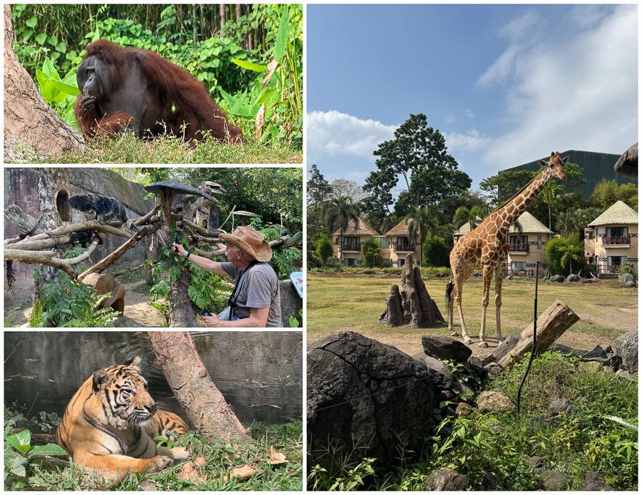 Images from Bali Safari Park
