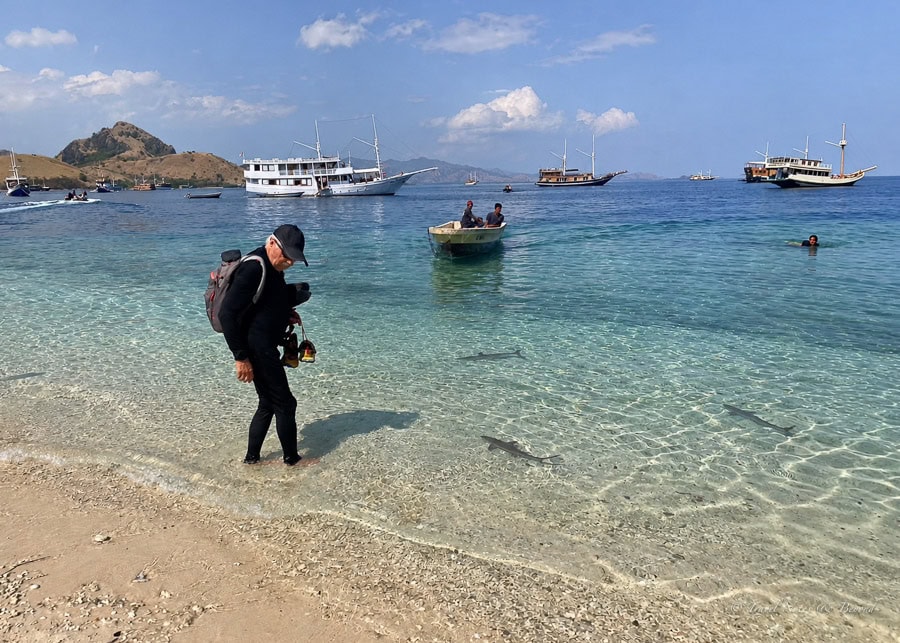 Discovering the baby sharks in the shallow water at Kelor Island