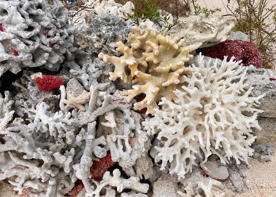 A pile of dead coral washed ashore at the Pink Beach
