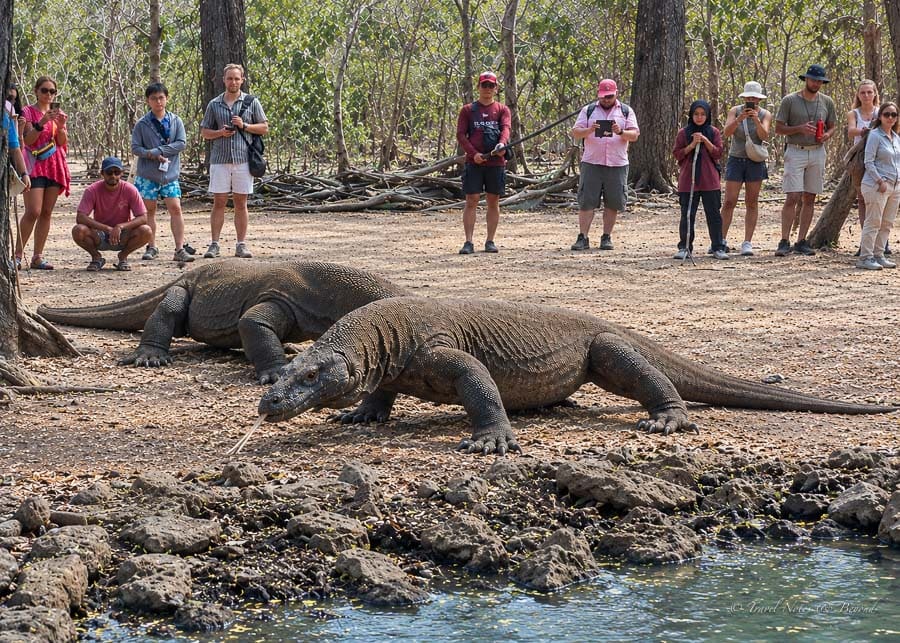 watching the Komodo dragons