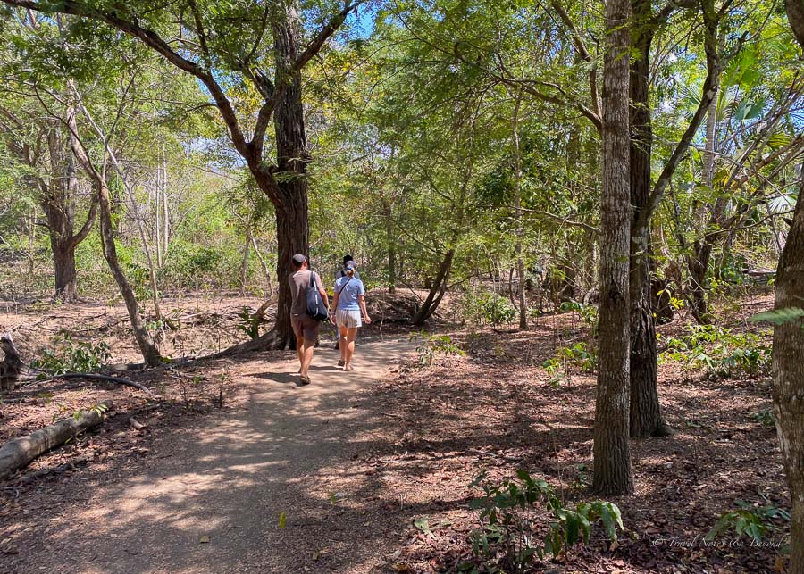 Walking through the forest on Komodo Island in search of the big lizards