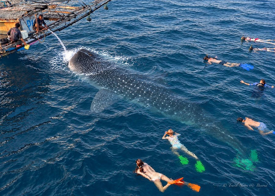 snorkeling with whale sharks in Saleh Bay on our trip from Lombok to Labuan Bajo
